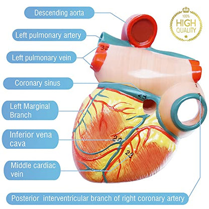 Human Heart Model for Anatomy - 2-Part Life Size
