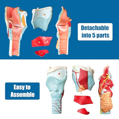 2X Enlarged Human Throat Model,5 Parts Human Larynx 3D Anatomy Model Laryngeal Muscles Cavity Bone with Labeled Numbered Product Manual Card and Removable PVC Base for Medical Education Study - size: 2X Enlarged