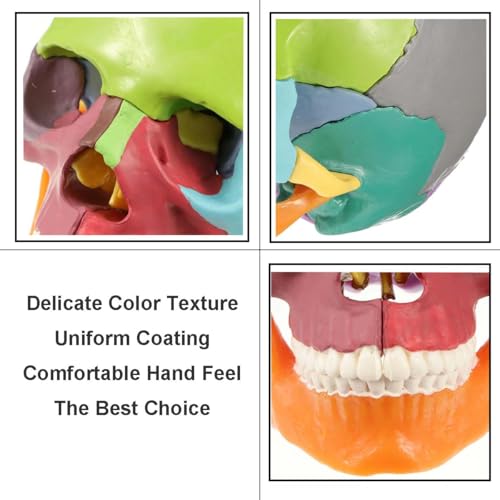Anatomical Skull Model 15 Parts Human Color Exploded Assembly Palm-Sized