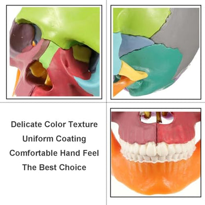 Anatomical Skull Model 15 Parts Human Color Exploded Assembly Palm-Sized
