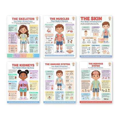 JELLY BEAN GENIUS Human Body Systems Posters Set of 6 – Laminated Dry-Erase Anatomy Charts for Classroom & Homeschool | Skeleton Muscles Kidneys Skin Nervous Wall Posters 8.5x11 - color: Human Body Systems Set of 6