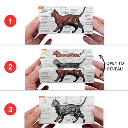 Feline Anatomy Study Cube – 3D Cat Learning Model with Muscles, Skeleton & Organs | Foldable Cat Anatomy Study Cube for Vet Students, Teachers & Animal Lovers