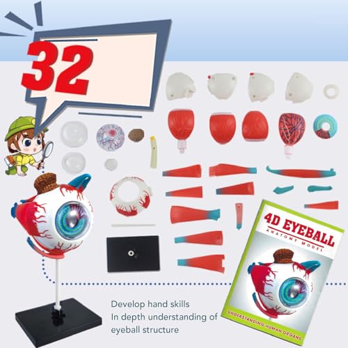 ZJchao Human Eye Anatomical Model with 16 Detachable Parts - Science Teaching Eyeball Model for Education & Display
