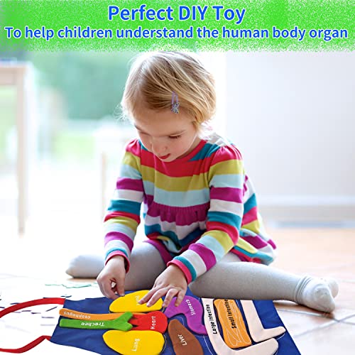 Boczif 3D Organ Apron Awareness Educational Toy, Human Body Model for Kids