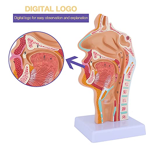 Human Nasal Cavity Throat Anatomy Medical Model - Human Anatomical Pharynx Larynx Model for Medical Students Study Display Teaching Medical Model