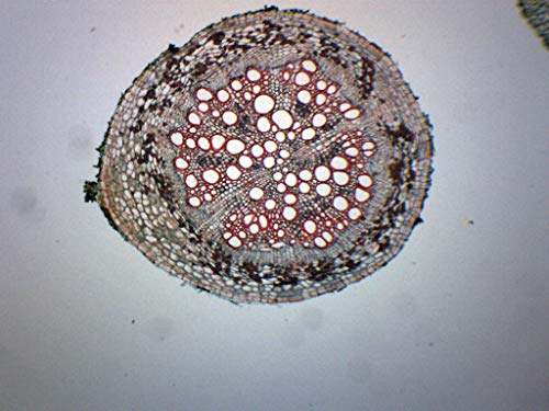 25PK Old & Young Dicot Roots - Cross Section - Prepared Microscope Slides - Classroom Pack, 25 Slides in Storage Case - Biology & Microscopy - Eisco Labs - style: Pack of 25