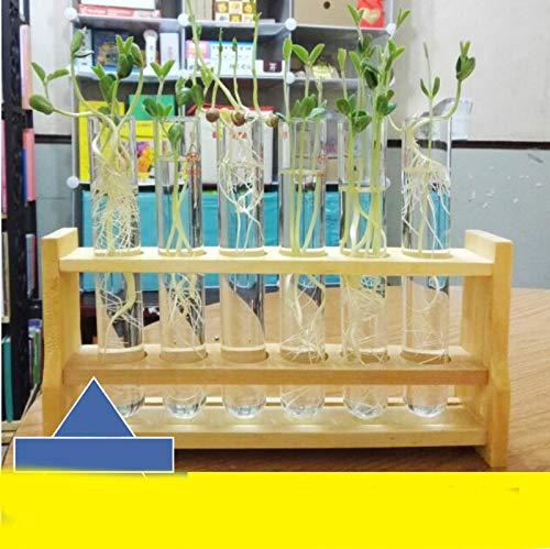 21mm/0.81" Wooden Test Tube Rack Holder - 25ml Test Tubes, 6 Slots - color: 25ml 6Slots