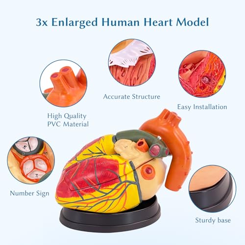 SFXYJ 3X Enlarged Anatomical Heart Model,3-Part Removable with Ventricles Atria Valves Veins Artery 39 Anatomy Structures Number Manual Magnets Display Base for Science Classroom and Cardiology Study - size: 11.8"L x 11.4"W
