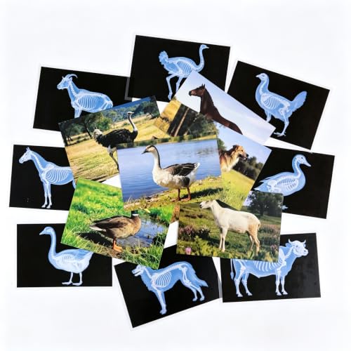 16 Animal X-Ray Set, Educational Science Kit for Kids to Explore Bone Structures for Lightstand Accessories, Light and Shadow Areas (Farm Collection) - color: Farm Collection