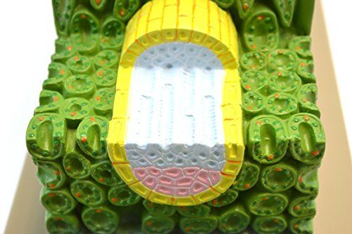 Eisco Labs Micro Structure of Dicot Leaf Model, 500x Life Size, Shown in Cross and Longitudinal Sections, 18 Inches Long