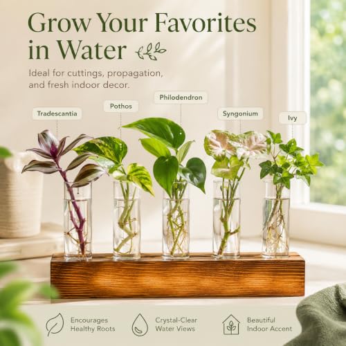 Renmxj Plant Propagation Station, 10 Glass Test Tube with Wooden Stand - size: 10 Test Tube