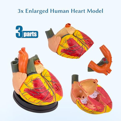 SFXYJ 3X Enlarged Anatomical Heart Model,3-Part Removable with Ventricles Atria Valves Veins Artery 39 Anatomy Structures Number Manual Magnets Display Base for Science Classroom and Cardiology Study - size: 11.8"L x 11.4"W