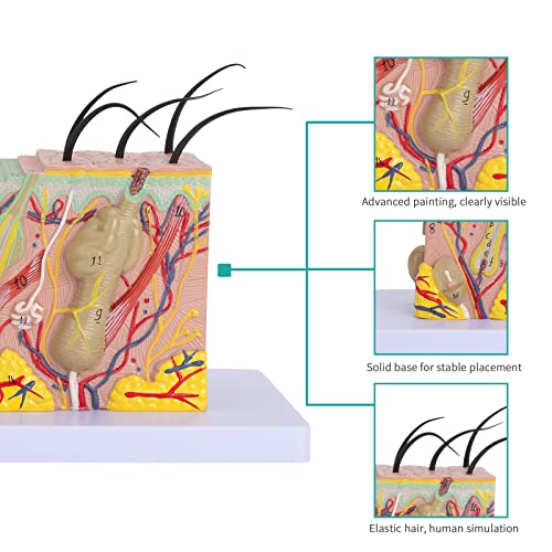 Skin Anatomical Model - Skin Layers Anatomy Model 35X Enlarged Anatomical Skin Model for Science Study or Patient Education - color: 35X