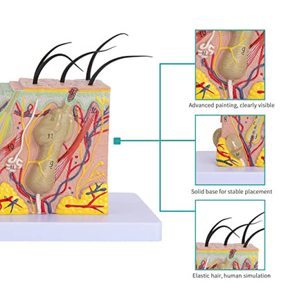 Skin Anatomical Model - Skin Layers Anatomy Model 35X Enlarged Anatomical Skin Model for Science Study or Patient Education - color: 35X