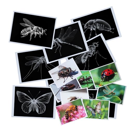 Thematic Animal X-Rays, Set of 16, Simulation Specimen, Science Education Materials for Kindergarten & Preschool, Light Table Accessories, Montessori & Reggio-Inspired (Insects) - color: Insects