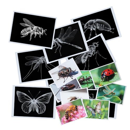 Thematic Animal X-Rays, Set of 16, Simulation Specimen, Science Education Materials for Kindergarten & Preschool, Light Table Accessories, Montessori & Reggio-Inspired (Insects) - color: Insects