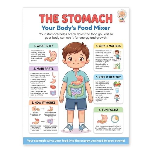 JELLY BEAN GENIUS Human Stomach Poster – Laminated Dry-Erase Digestive Anatomy Chart for Classroom & Homeschool | Science Wall Poster 8.5x11 - color: Human Stomach