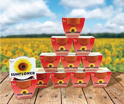 BUZZY Seeds Sunflower Grow Kit 12-Pack, Terracotta Pots, Wedding Favors - color: 12pk Sunflower