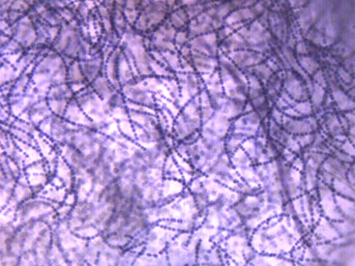 EISCO Nostoc Cross Section - FS & FG Stain - Prepared Microscope Slide - 75 x 25mm - Biology & Microscopy - size: Single Slide