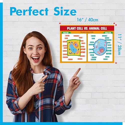 17 Laminated Biology Posters, Human Body System, Cell Anatomy, DNA, Photosynthesis, Educational Science Charts For Middle & High School, Learning Tool For Classroom, Bulletin Board, Room, 11”x16” - color: 17 Laminated Biology Posters