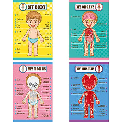 Outus 4 Pcs Human Body Parts Posters for Kids, 11 x 17 Inch
