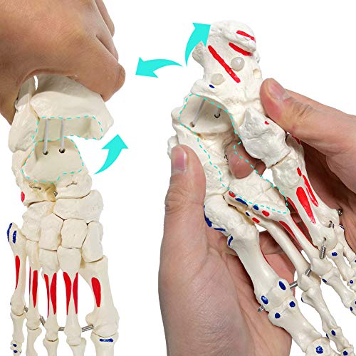 Human Foot and Ankle Model, Life Size W/Muscle Origin & Insertions Painted