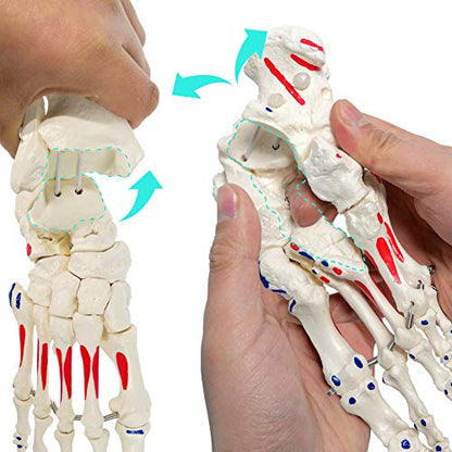 Human Foot and Ankle Model, Life Size W/Muscle Origin & Insertions Painted