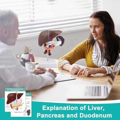 qzzXoq Liver Pancreas Duodenum Model, Human Liver Anatomical Model 3 Parts Life-Size Detachable Liver Spleen Blood Vessels Pancreas Suitable for Medical Teaching Scientific Education - color: Hepatopancreas