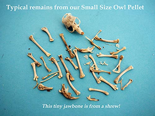 Bargain Bucket, 100 Small Owl Pellets with Teachers Guide and Bone Sorting Sheets