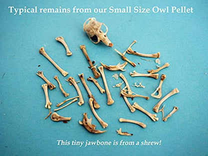 Bargain Bucket, 100 Small Owl Pellets with Teachers Guide and Bone Sorting Sheets