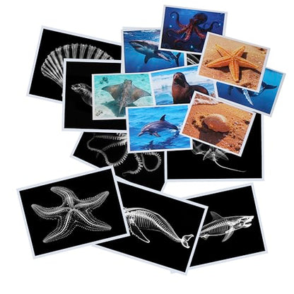 Thematic Animal X-Rays, Set of 16, Simulation Specimen, Science Education Materials for Kindergarten & Preschool, Light Table Accessories, Montessori & Reggio-Inspired (Sea Animals) - color: Sea animals