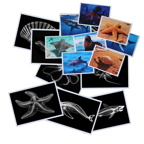 Thematic Animal X-Rays, Set of 16, Simulation Specimen, Science Education Materials for Kindergarten & Preschool, Light Table Accessories, Montessori & Reggio-Inspired (Sea Animals) - color: Sea animals