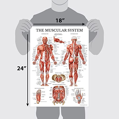 Palace Learning 3 Pack - Muscle + Skeleton + Nervous System Anatomy Poster Set - Muscular and Skeletal System Anatomical Charts - Laminated 18" x 24" - color: Laminated