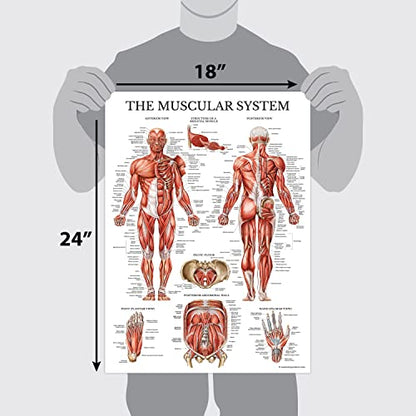 Palace Learning 3 Pack - Muscle + Skeleton + Nervous System Anatomy Poster Set - Muscular and Skeletal System Anatomical Charts - Laminated 18" x 24" - color: Laminated