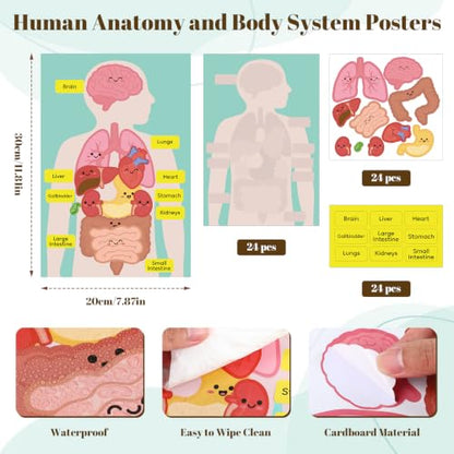 24 Set Anatomy Organ Sticker Set, Human Body System Learning Activity Board