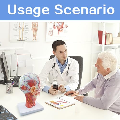 2026 New Life Size Anatomical Head Model Skull,Half Human Head