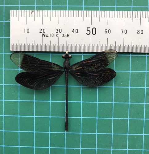 6 Real Black Dragonfly Specimens Mounted Insect Taxidermy Collection BO85X6 - color: 6 Real Beetle #85