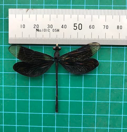 6 Real Black Dragonfly Specimens Mounted Insect Taxidermy Collection BO85X6 - color: 6 Real Beetle #85