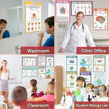 KIDS KING 18 Learning Posters - Biology (11"x17") - color: Biology