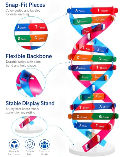 NUOBESTY DNA Model Kit Double Helix Structure Model 13 in - size: 37.00X11.60X11.60CM