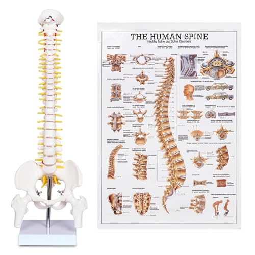 breesky Human Spine Mini Model, 17’’ Spine Anatomy Model with Nerves, Vertebra Model with Stand for Medical Students, Osteopaths and Chiropractors
