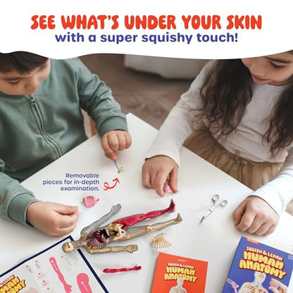 Human Anatomy Squishy Body Model - STEM Science Kits for Boys & Girls