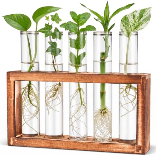 Tigvio Desktop Glass Plant Propagation Station (5 Tubes) - size: 5 Tubes