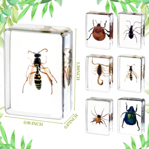 CroBlissful 6 Pcs Insect in Resin Specimen Bugs for Kids