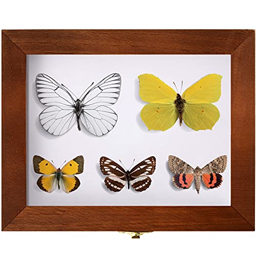 Willbond Insect Display Case Bug Box with Clear Lid, Brown - color: Brown