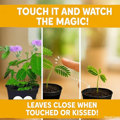 TickleMe Plant Get Well Soon Kit (1 Pack) – Grow A Tickle Me Plant that Reacts to Touch – Leaves Fold Up When You Tickle Them – Full Grow Kit of Sensitive Plants Seeds for Kids to Grow Indoors - style: Get Well Gift