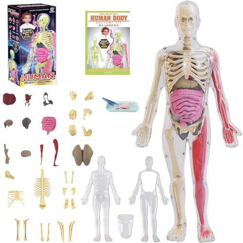 Glow in Dark Human Body Model, 3D Realistic Human Anatomy Model,Removable Human Organ Model for Study Teaching Demonstration