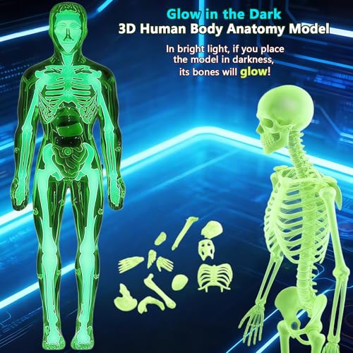 3D Human Body Model with Removable Bones,Organs,Transparent Anatomy Figure with Luminous Design,DIY Human Organ Model for Study,Teaching Demonstration,Science Early Learning