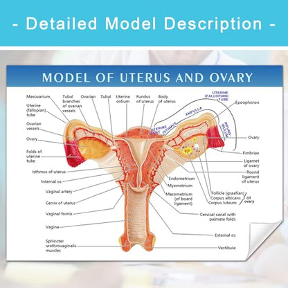 Human Uterus and Ovary Anatomical Model, Life-Size Realistic Female Anatomical Organs for Medical Science Education Study or Teaching
