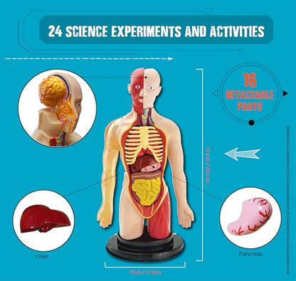 2026 Einstein Human Body Science Advent Calendar. Includes Original STEM Experiments, a 12-inch Model with 16 Detachable Organs, a Printed Guide and factbook, Plus Daily Step-by-Step Videos